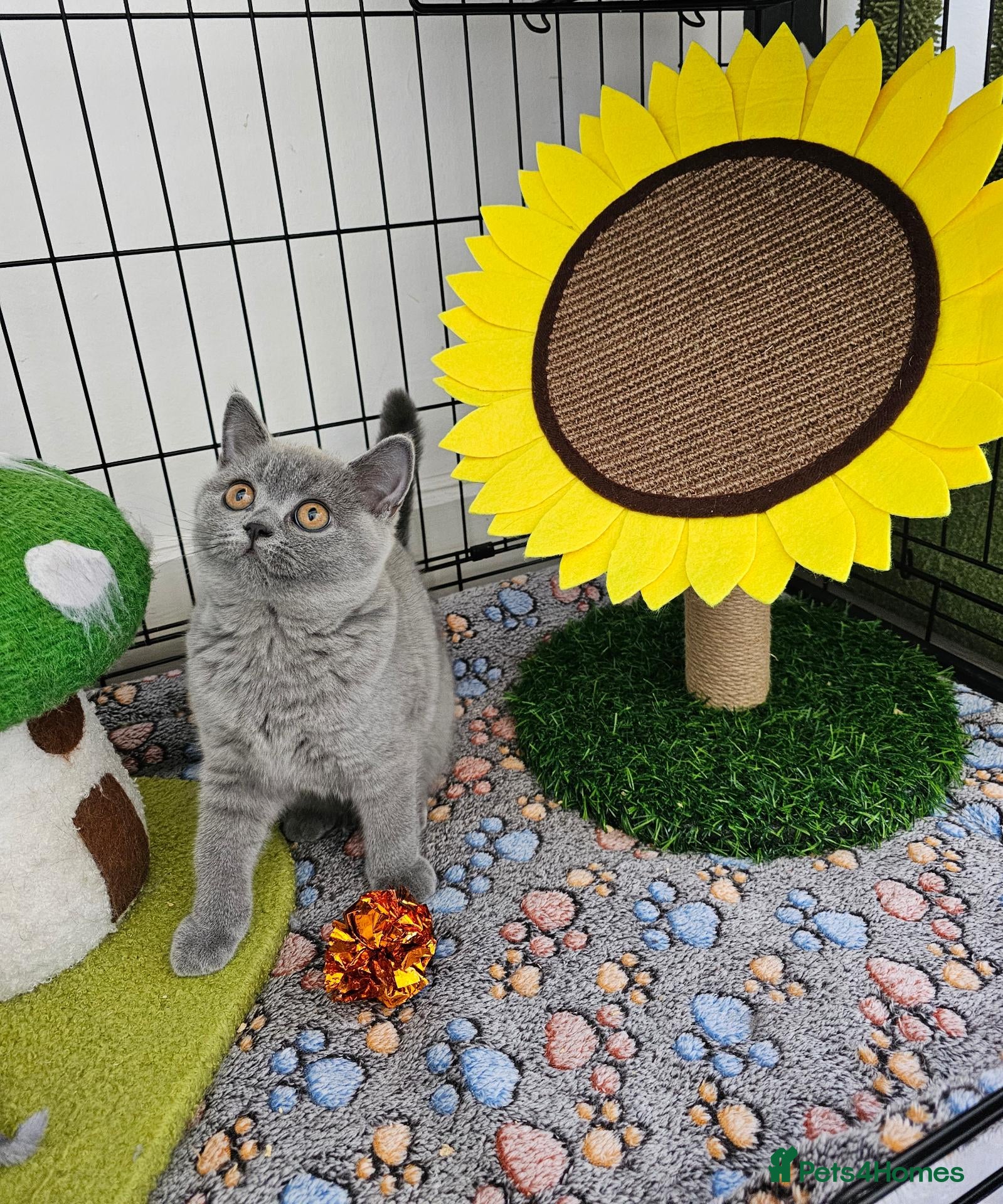 British Shorthair cats British Shorthair Kittens - Advert 2