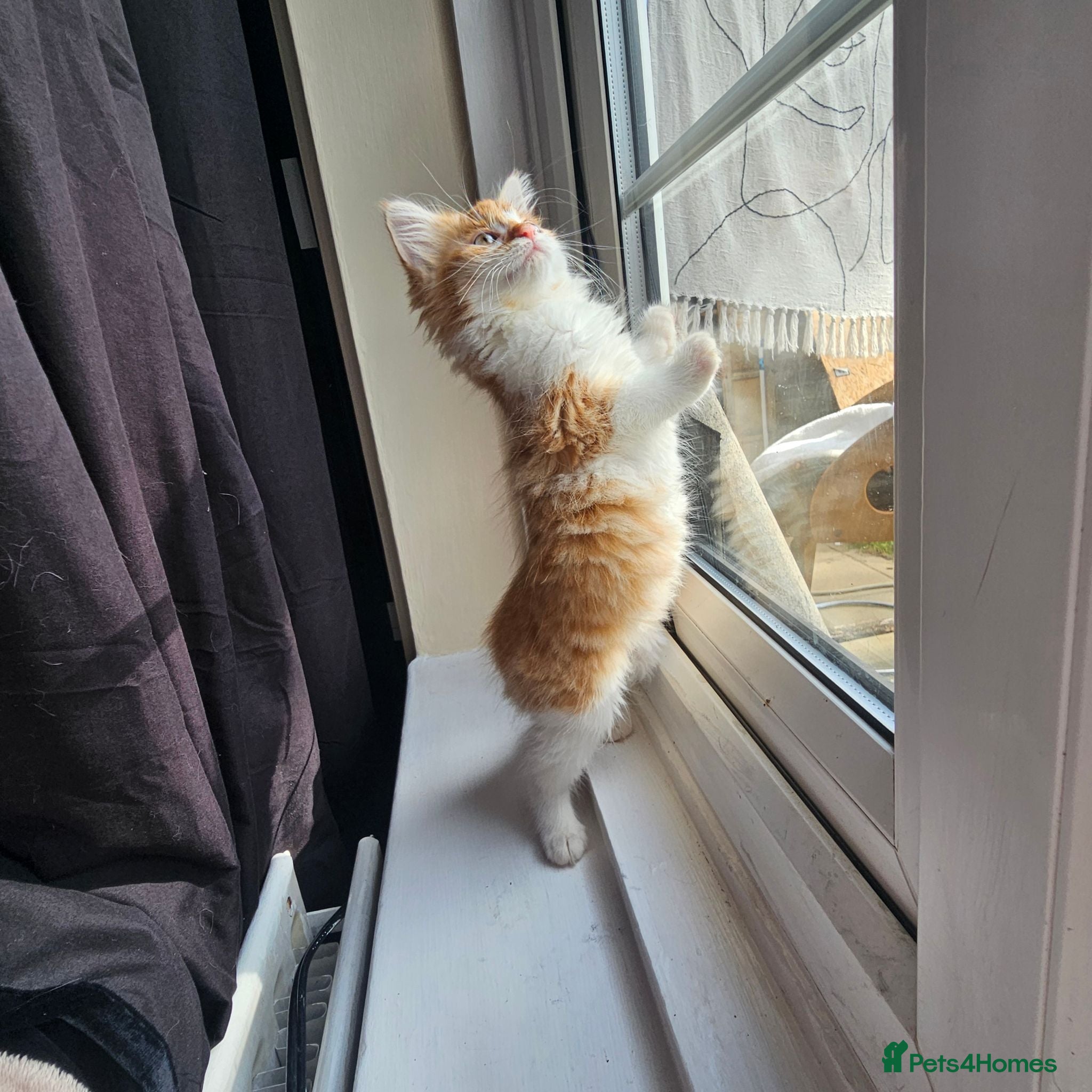 Mixed Breed cats Beautiful Mixed kittens 8 weeks  - Advert 4