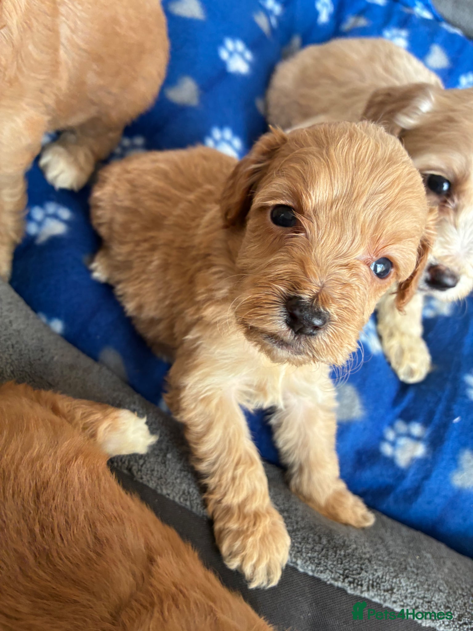 Cockapoo dogs 6 stunning cockapoo puppy’s  - Advert 6