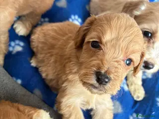 Cockapoo dogs 6 stunning cockapoo puppy’s - Advert 8