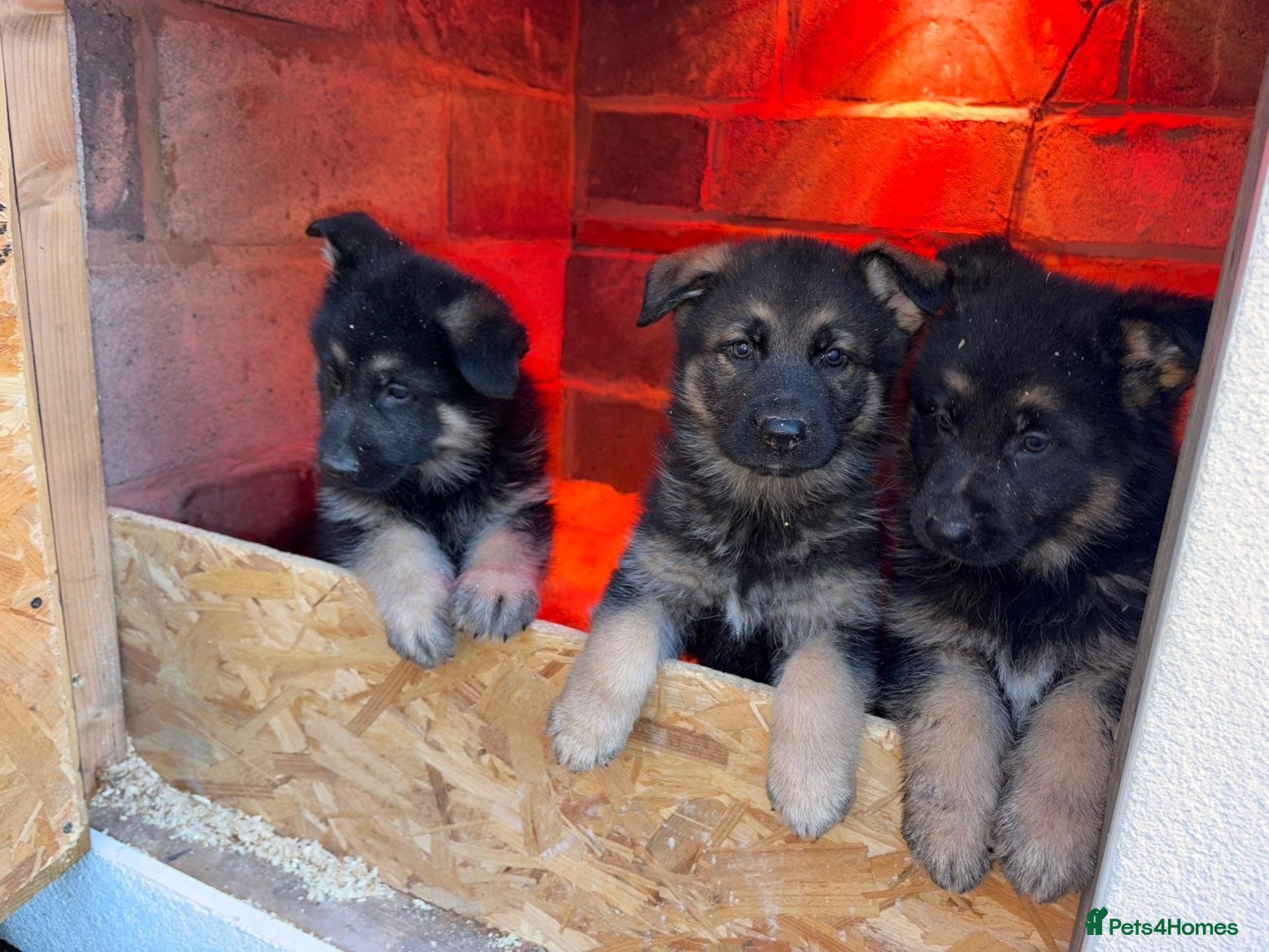 German Shepherd dogs for sale: Gorgeous German shepherd puppies  - Advert 1