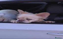 Mixed Breed dogs for sale: Fluffy frenchie approx 2years old.  - Image 6