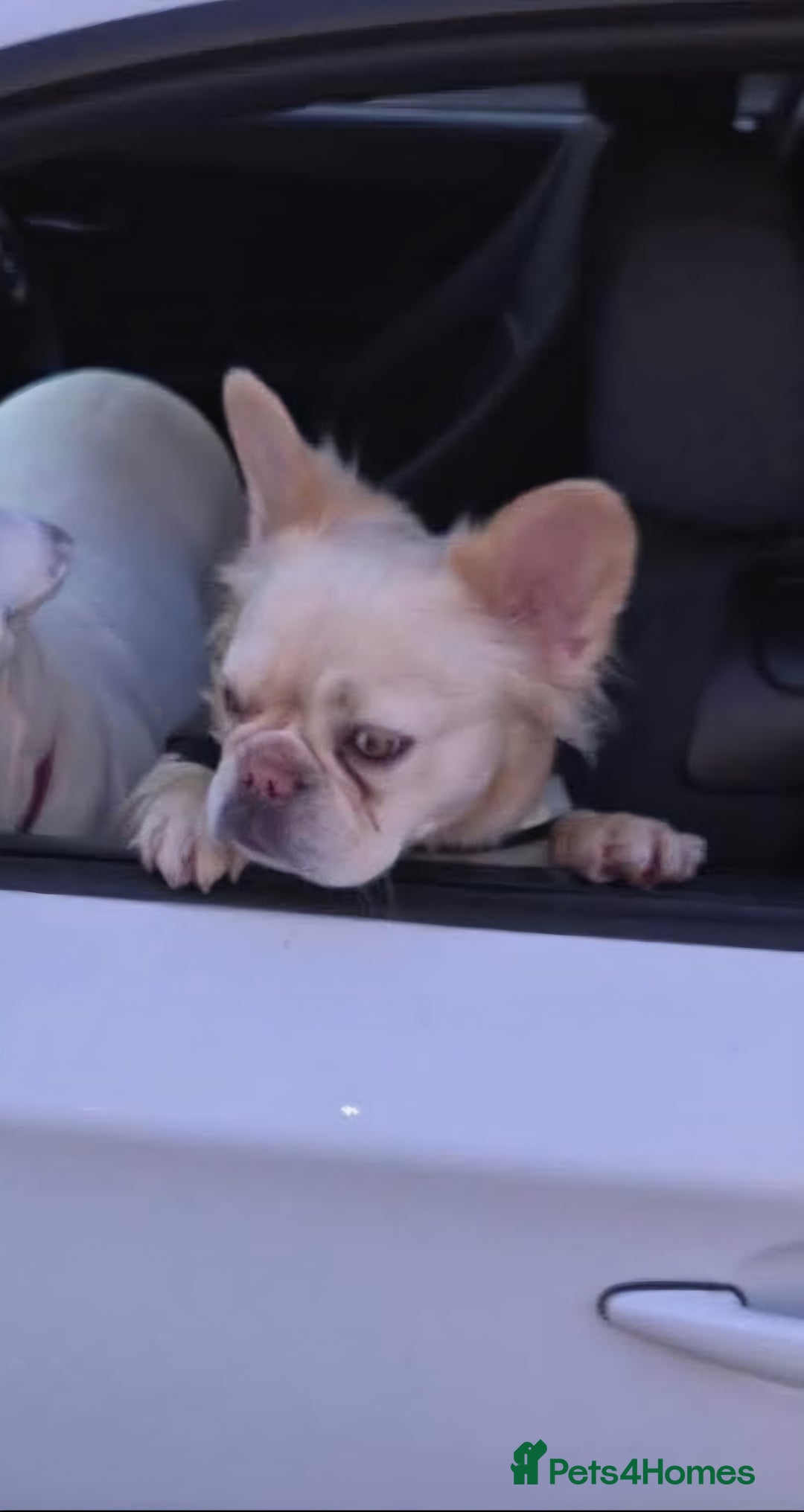 Mixed Breed dogs for sale: Fluffy frenchie approx 2years old.  - Image 6
