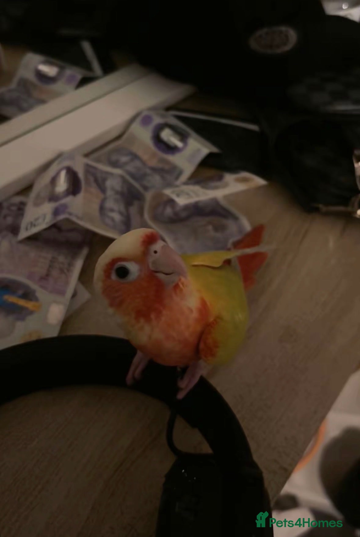 Conures birds SUN CHEEK CONURE (❗️NEEDS TO BE SOLD ASAP) - Advert 2