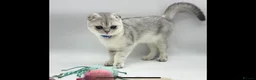 Scottish Fold cats for sale: Beautiful Scottish Fold Boy - Advert 6