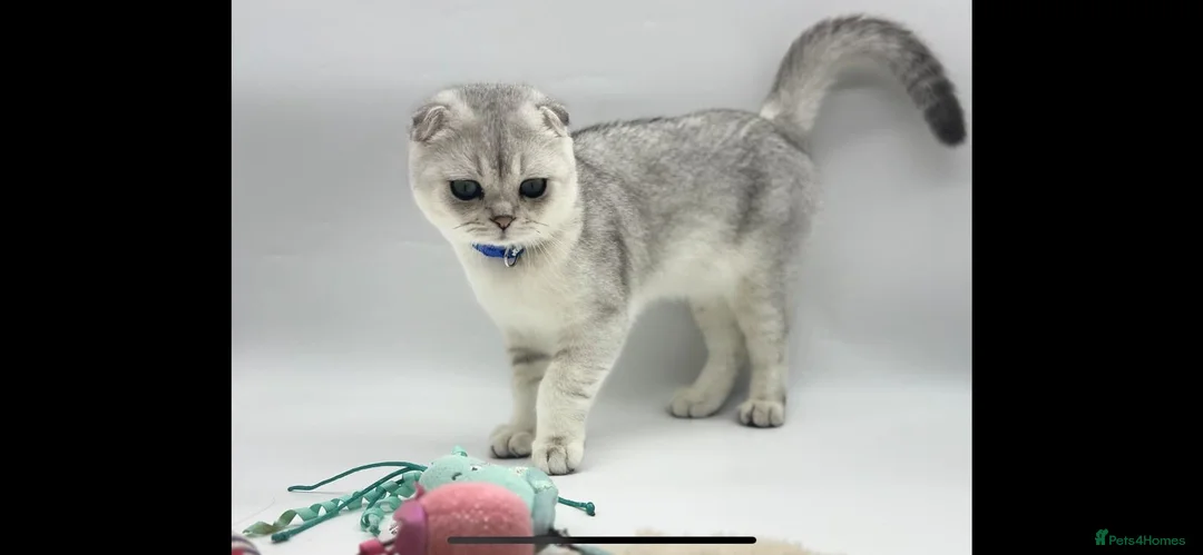 Scottish Fold cats for sale: Beautiful Scottish Fold Boy - Advert 6