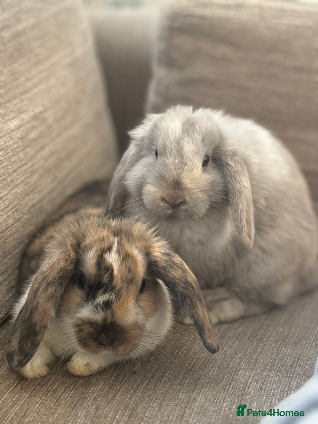 Dwarf Lop rabbits for sale: 2 Dwarf lop x mini lop rabbits  - Image 8