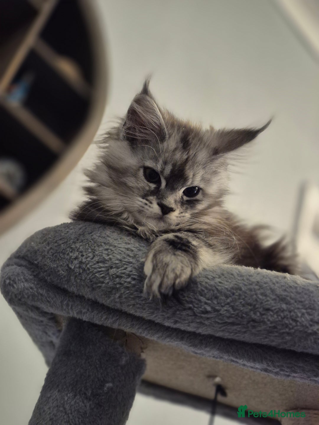 Maine Coon cats for sale: Beautiful kittens available  in January  - Advert 6