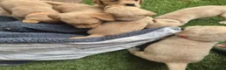 Goldador dogs for sale: Gorgeous F1 Goldador puppies from excellent lines in Kidderminster - Advert 9