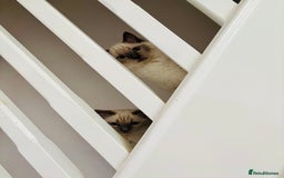 Ragdoll cats for sale: RAGDOLLS KITTENS **INC STARTER PACK & INSURANCE** - Image 8