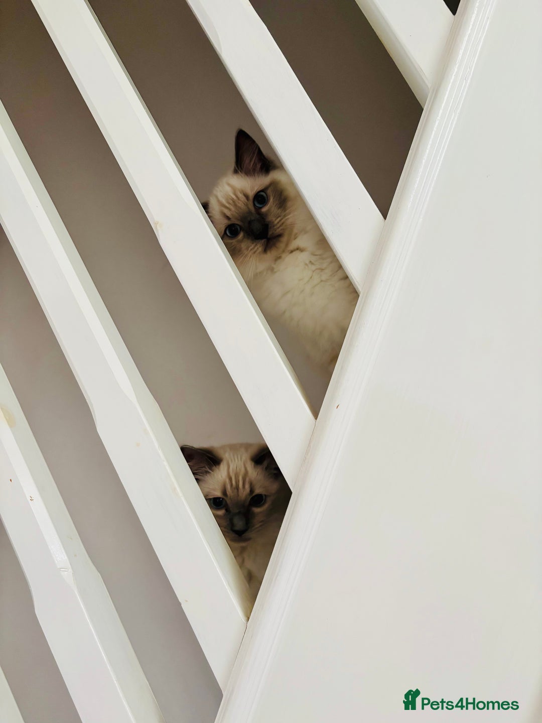 Ragdoll cats for sale: RAGDOLLS KITTENS **INC STARTER PACK & INSURANCE** - Image 8
