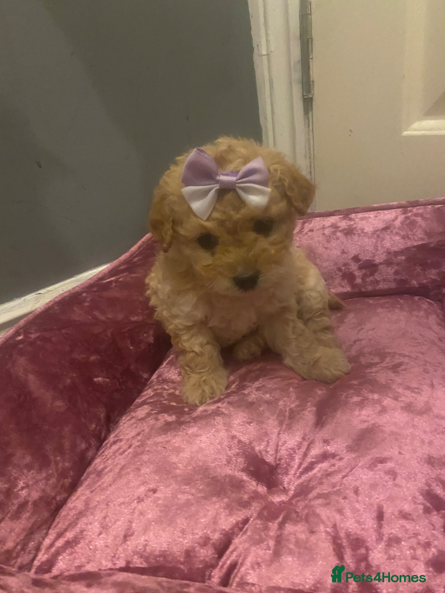 Maltipoo dogs Lovely Toy Maltipoo red curly hair puppies  - Advert 1