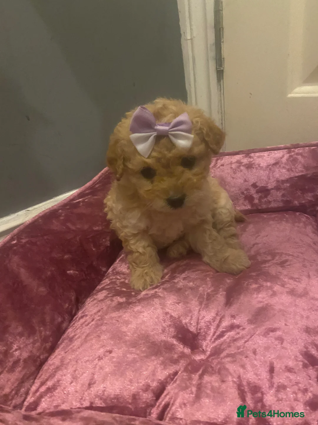 Maltipoo dogs for sale: Lovely Toy Maltipoo red curly hair puppies  - Advert 1