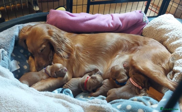 Cocker Spaniel dogs Beautiful cocker Spaniel puppies - Advert 1