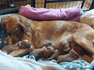 Cocker Spaniel dogs Beautiful cocker Spaniel puppies - Advert 1