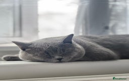 British Shorthair cats for sale: British Shorthair  - Image 1