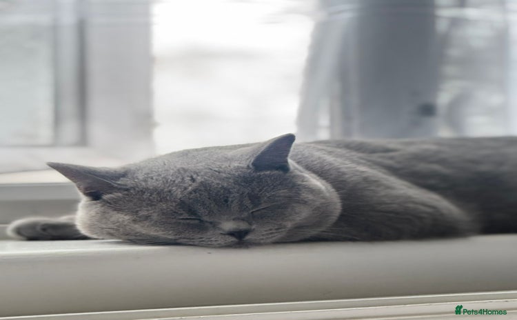 British Shorthair cats - Advert 18