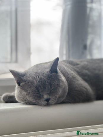 British Shorthair cats - Advert 18