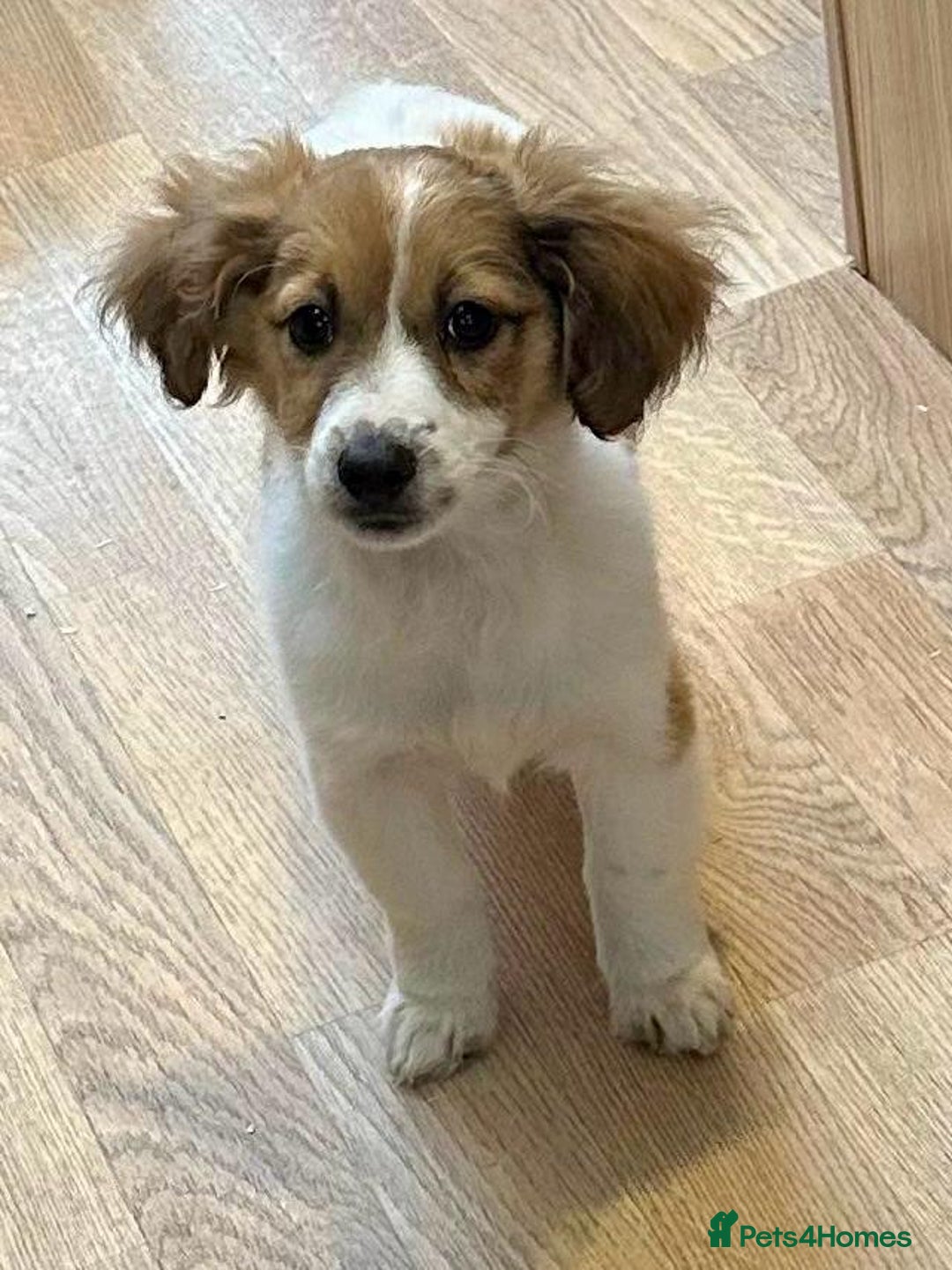 Jack Russell dogs for sale: Jack Russell Puppies… - Advert 28