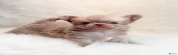 Chihuahua dogs for sale: Beautiful lilac chihuahuas  in Doncaster - Advert 18