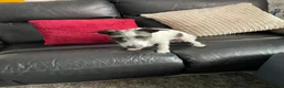 Mixed Breed dogs for sale: Lovely 8 month male Italian Greyhound x Terrier - Advert 3