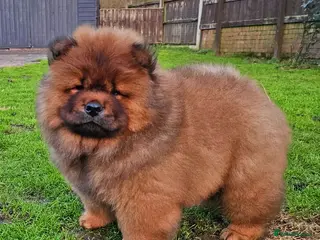 Chow Chow dogs Crufts parent pedigree - Advert 1