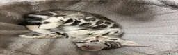 Bengal cats for sale: Bengal kittens  - Advert 32