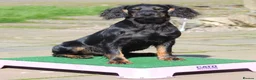 Cocker Spaniel dogs for stud: Black and Tan Cocker Spaniel at Stud - Advert 8
