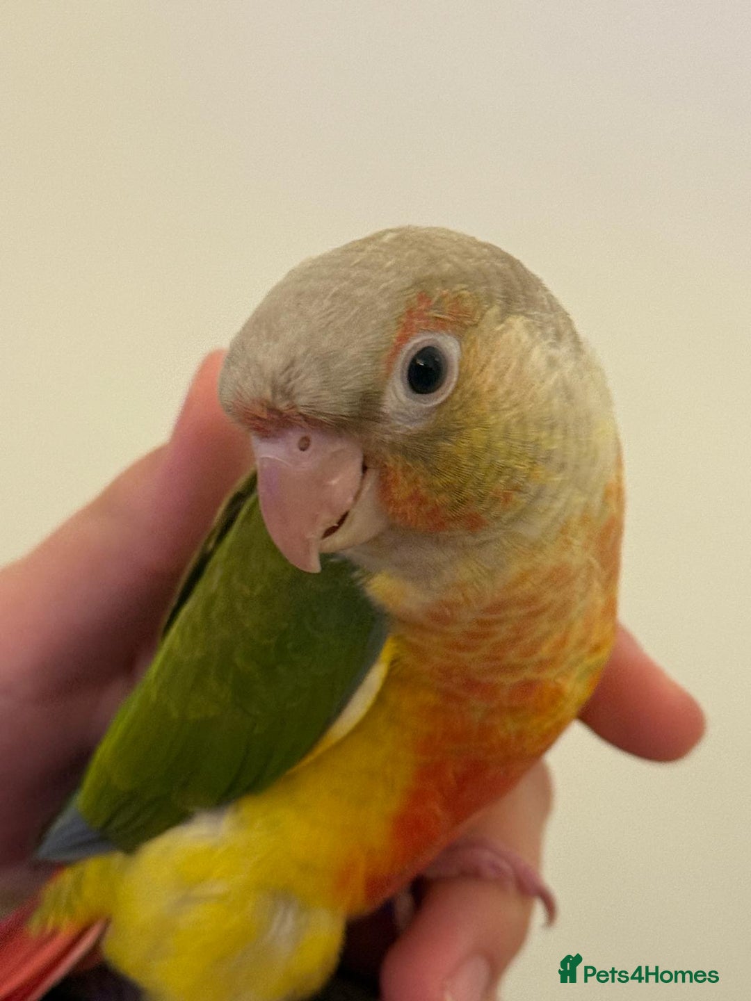Conures birds for sale: Tamed baby conure - Advert 5