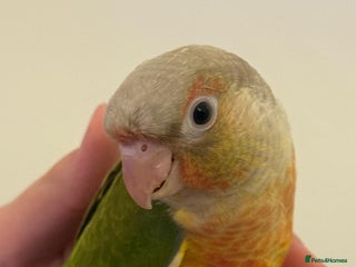 Conures birds Tamed baby conure - Advert 2