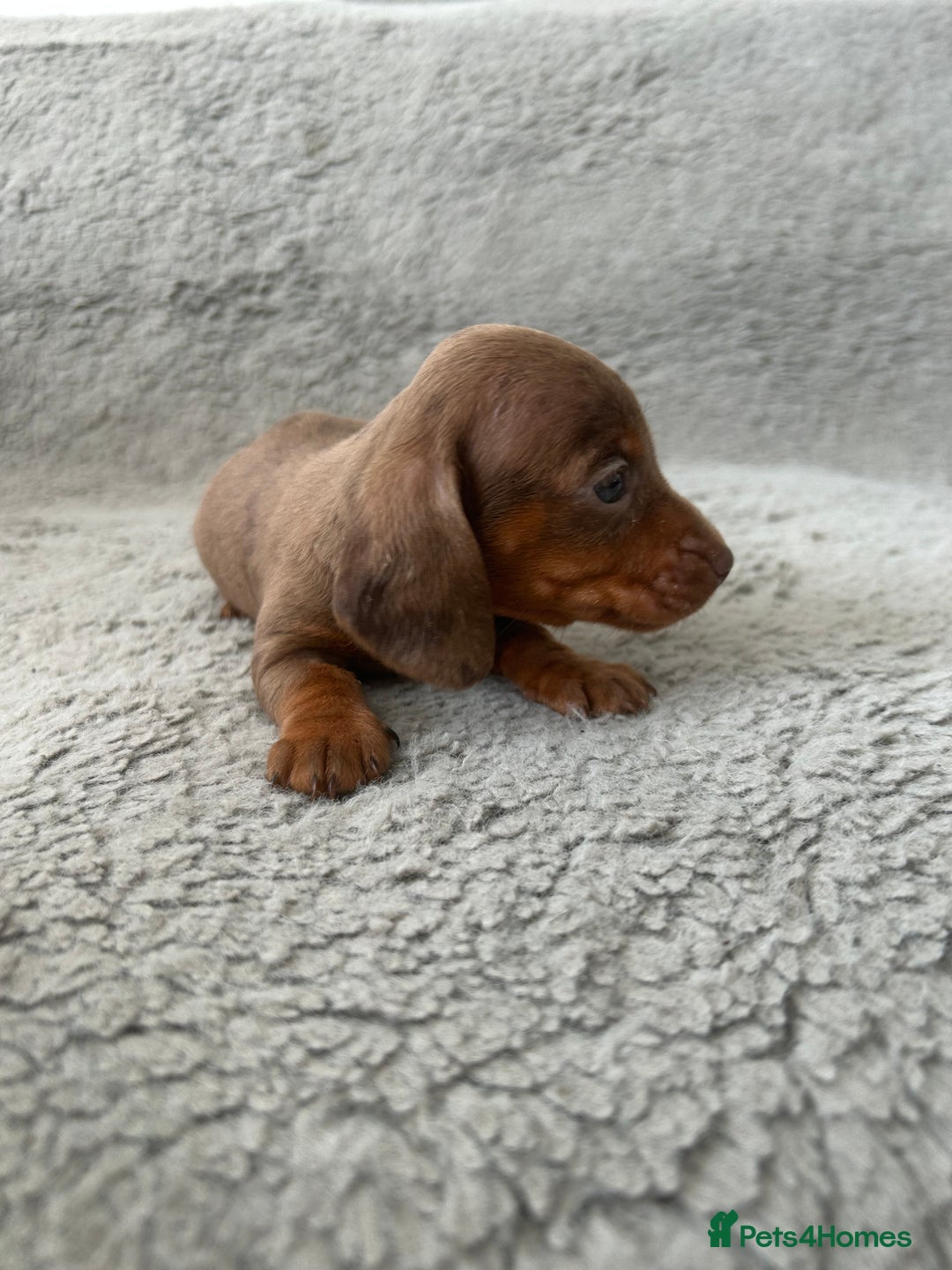 Dachshund dogs for sale: Beautiful dachshund puppies  - Image 15