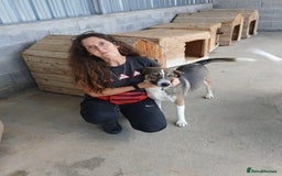 Mixed Breed dogs for adoption: Denver, 2 yrs approx. Available for adoption. - Image 7