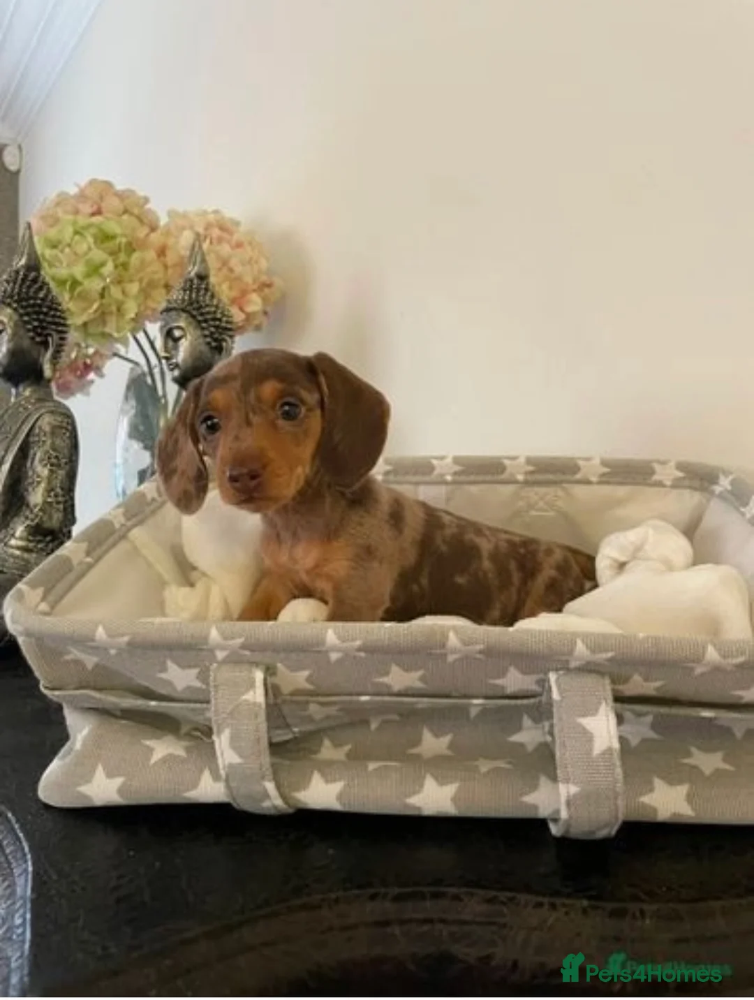 Miniature Dachshund dogs for stud: Experienced Choc & Tan Mini - KC Reg & DNA CLEAR in Romford - Advert 20