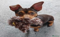 Jack Russell dogs for sale: Stunning litter of miniature Jack Russell puppies - Image 18