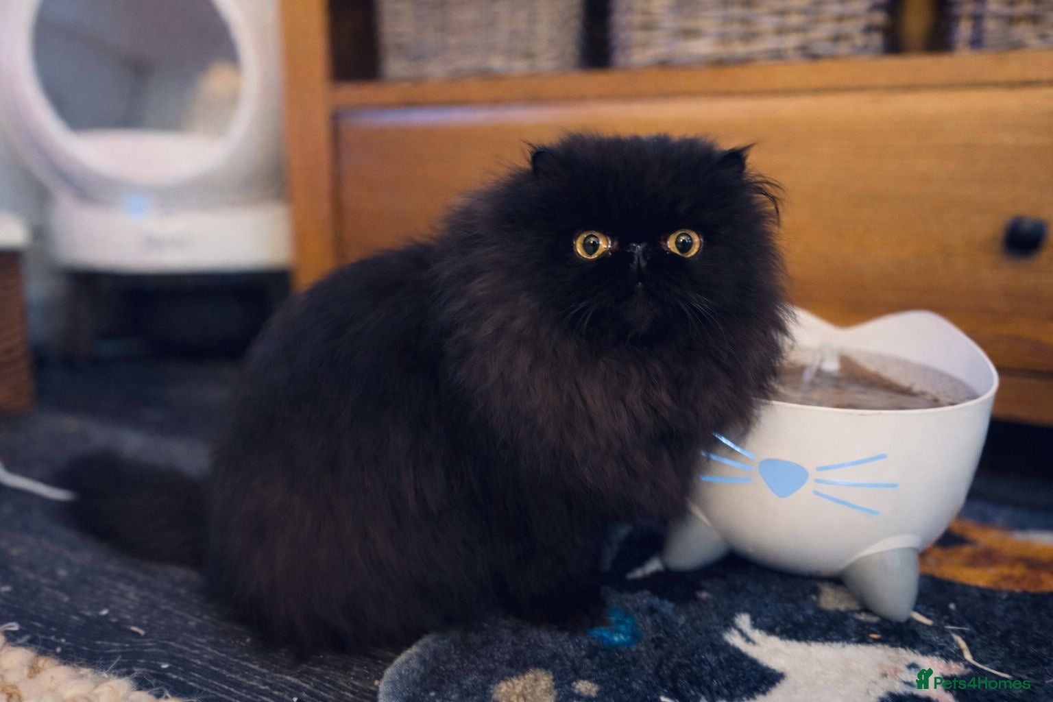 Persian cats Beautiful long hair Persian girl  - Advert 4