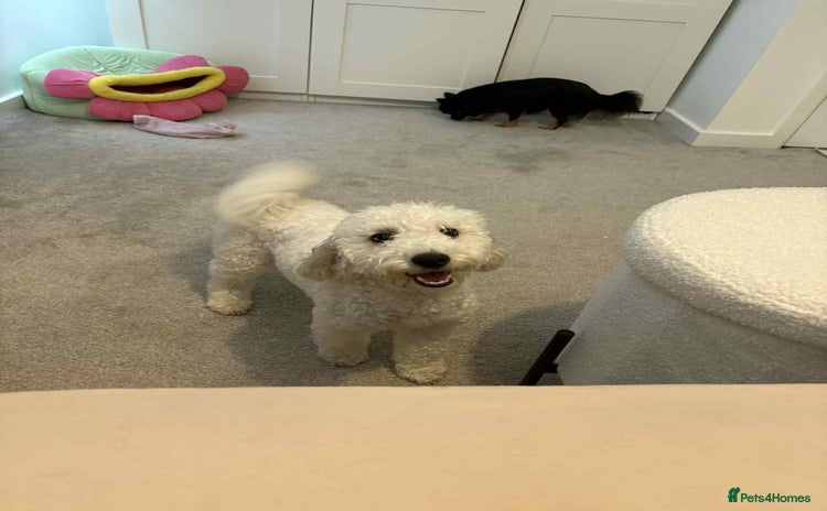 Miniature Poodle dogs - Advert 12