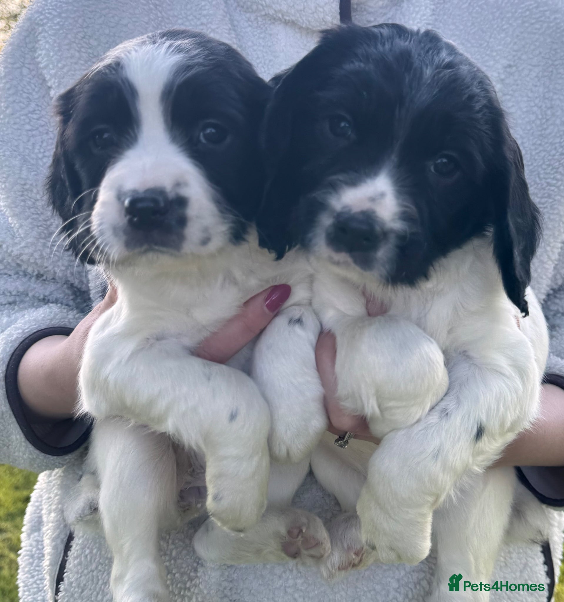 English Springer Spaniel dogs for sale: 6 Beautiful Black & White Springer Spaniel Puppies - Advert 1