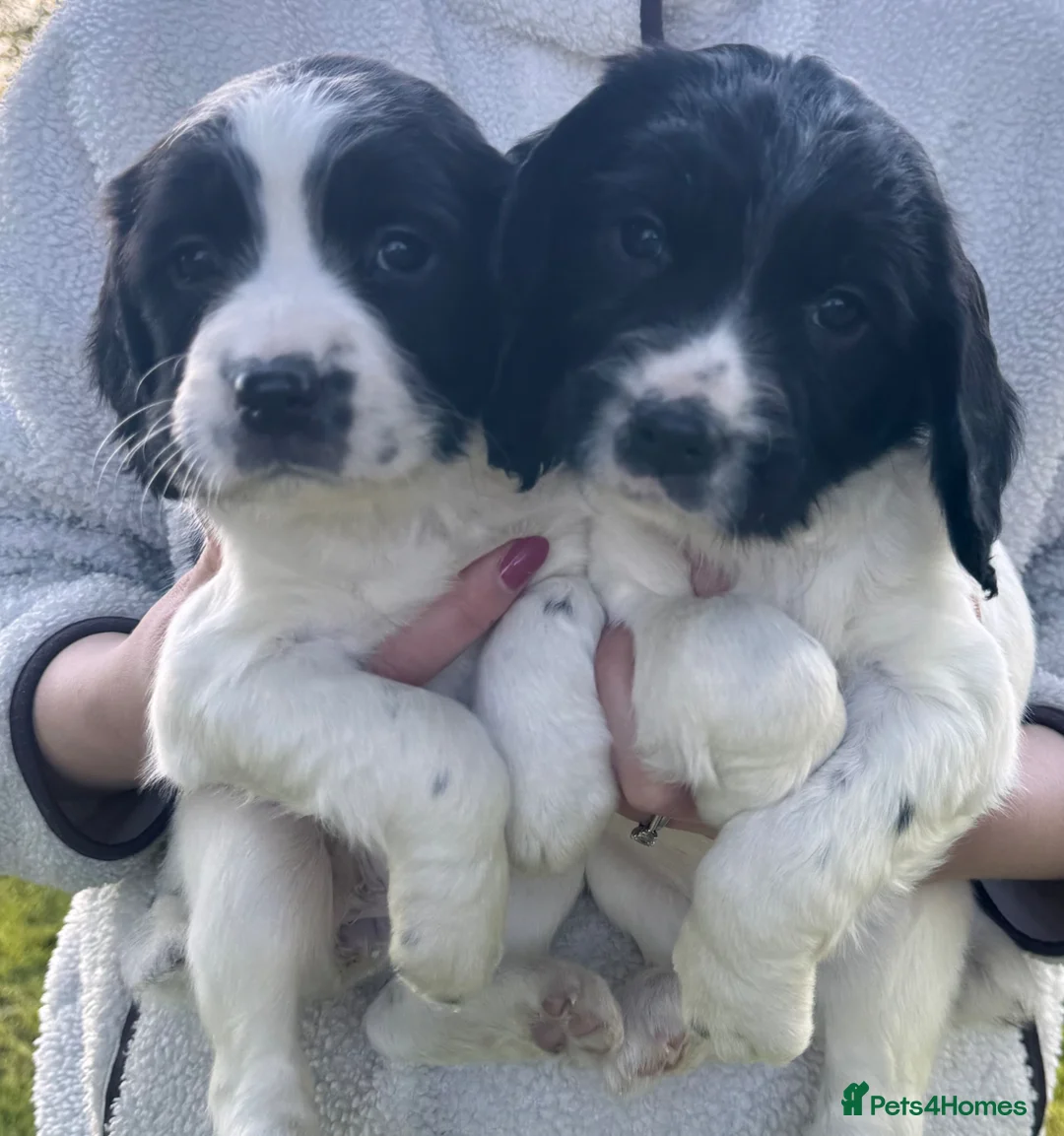 English Springer Spaniel dogs for sale: 6 Beautiful Black & White Springer Spaniel Puppies - Advert 1