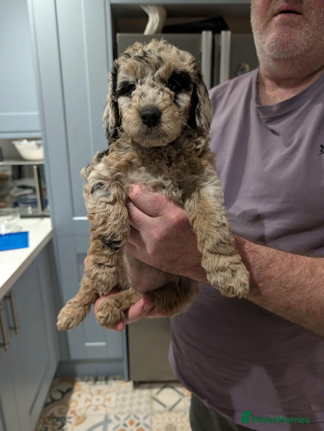 Cockapoo dogs for sale: 5 beautiful cocapoo girls  in Lincoln - Advert 6