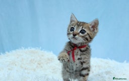 Bengal cats for sale: 🔥Stunning Bengal kittens Available🔥 - Image 18