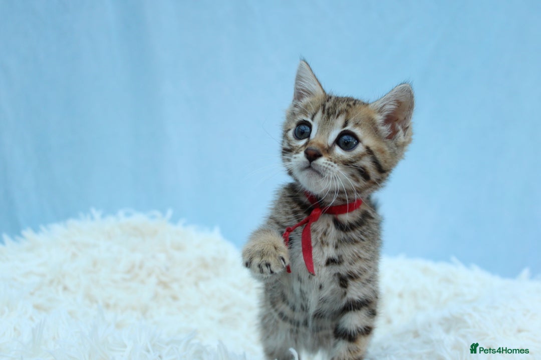 Bengal cats for sale: 🔥Stunning Bengal kittens Available🔥 - Image 18