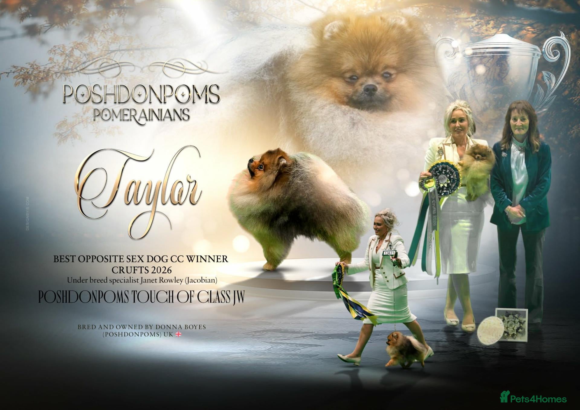 Pomeranian dogs Beautiful sable girl  - Advert 2