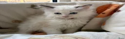 Ragdoll cats for sale: ✨ Beautiful GCCF Ragdoll Kittens from Serenity✨ - Advert 31