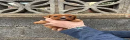 Cavalier King Charles Spaniel dogs for sale: Absolutely beautiful King Charles Cavalier puppies - Advert 26