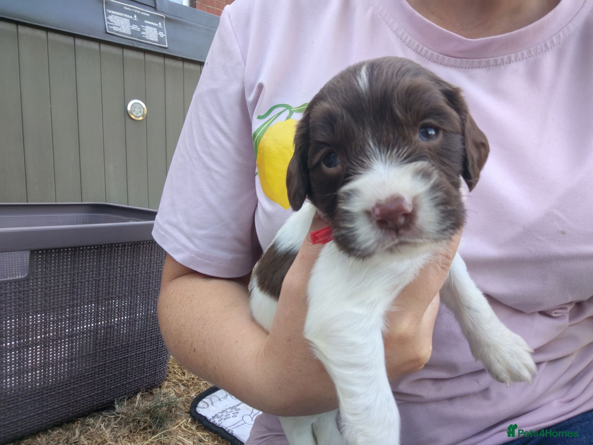 English Springer Spaniel dogs English Springer spaniel puppies - Advert 1