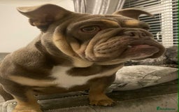 English Bulldog dogs for sale: Beautiful English bulldog - Image 13