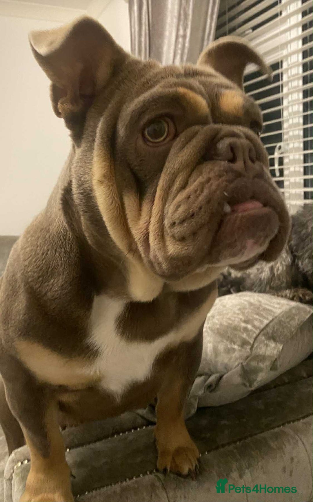 English Bulldog dogs for sale: Beautiful English bulldog - Image 13