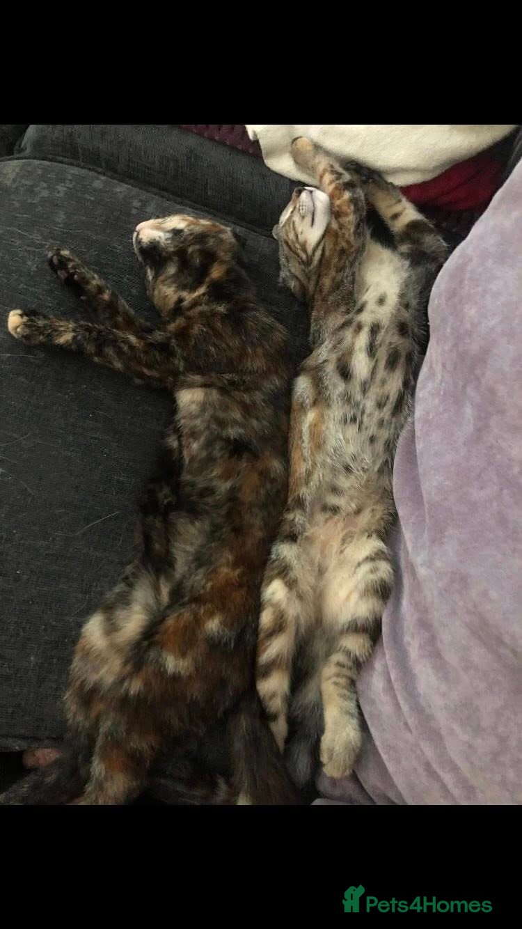 Mixed Breed cats Calico X Scotish short haired kittens - Advert 1