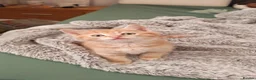 Mixed Breed cats for sale: Cute ginger kitten left - Advert 2