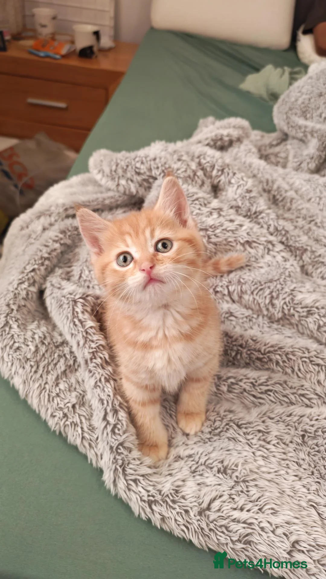 Mixed Breed cats for sale: Cute ginger kitten left - Advert 2